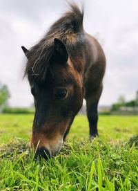 Pony grazing on a meadow