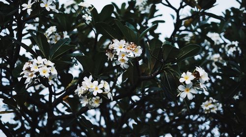 Low angle view of cherry blossoms in spring