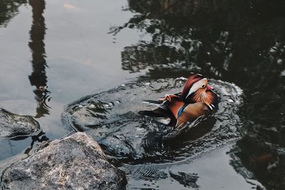 High angle view of duck swimming in lake