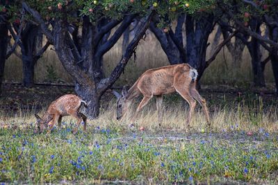 Deer in a field