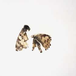 Close-up of butterfly on white background