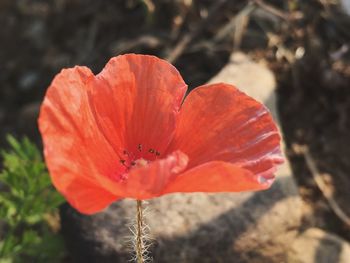 Close-up of red poppy blooming outdoors