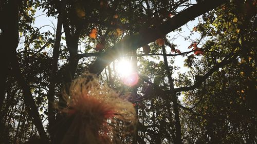 Low angle view of sun shining through tree