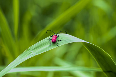 Close-up of insect on leaf