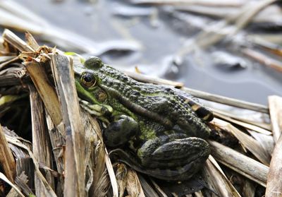 Close-up of frog on seaweed