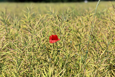 Close-up of red poppy growing in field