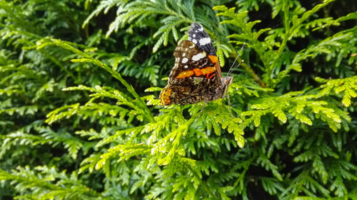 Butterfly on leaf