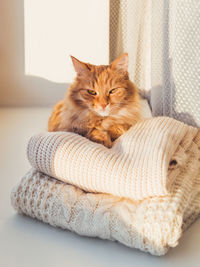 Ginger cat on pile of cable-knitted sweaters. winter sunset. fluffy pet on windowsill with clothes.