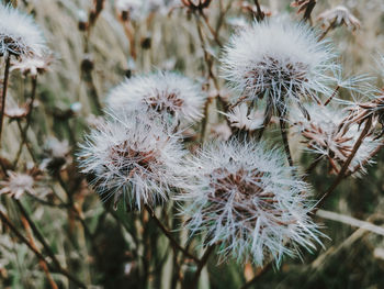 Close-up of wilted plant on field