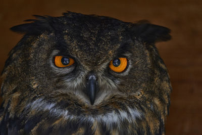 Close-up portrait of a owl