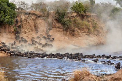 Wildebeest crossing the mara river during the annual great migration.