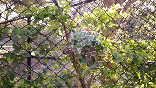 Full frame shot of ivy on tree