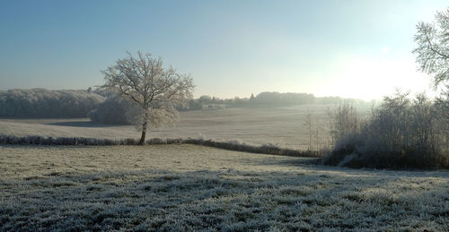 Bare tree on field against clear sky