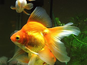 Close-up of fish swimming in sea