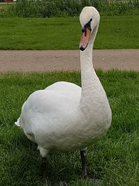 Close-up of swan on field