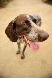 Close-up of dog