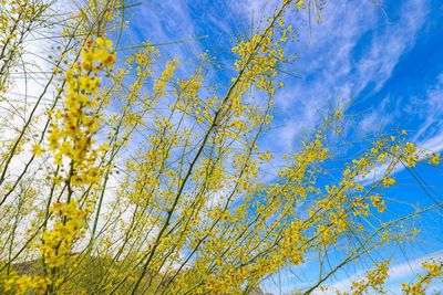 Low angle view of trees against blue sky