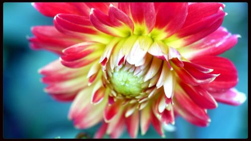 Close-up of pink flowers