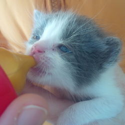 Close-up of cat with hand