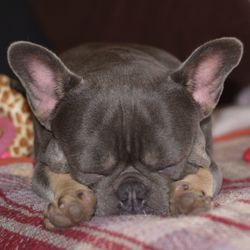 Close-up of a dog sleeping on bed