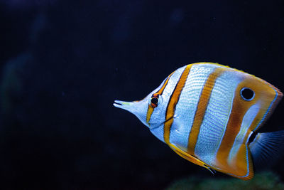 Close-up of fish swimming in sea