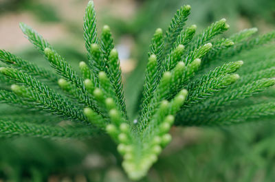 Close-up of green leaves