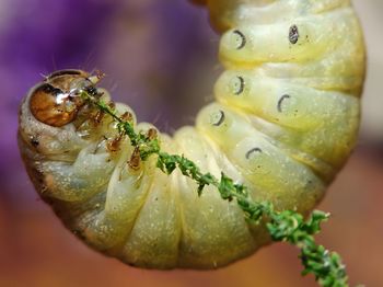 Close-up of insect on flower