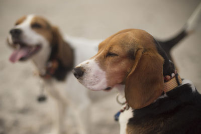 Close-up of dog outdoors