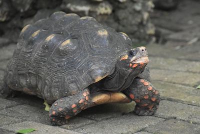 Close-up of tortoise