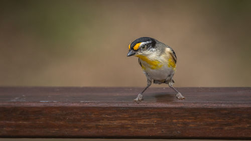 Close-up of bird perching on bench