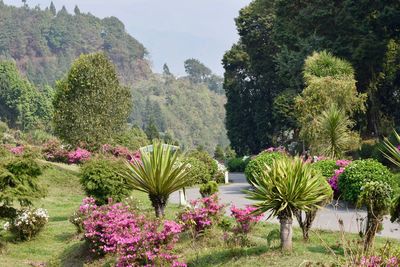 Flowering plants and trees against sky