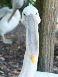 Close-up of white bird