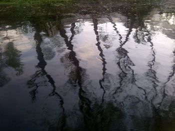 Reflection of trees in water