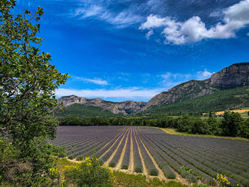 Scenic view of agricultural field against sky