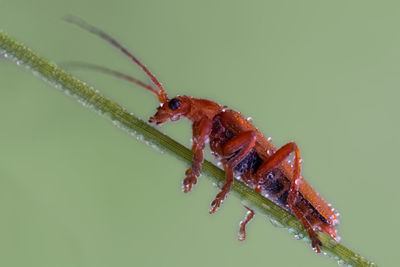 Close-up of insect on leaf