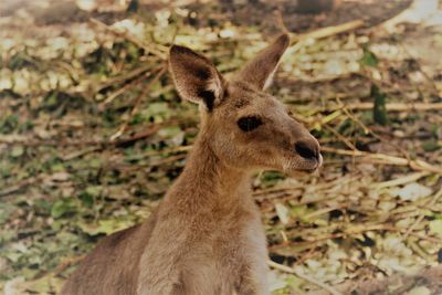 Close-up portrait of deer standing outdoors