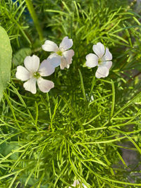 Close-up of white flowering plant on field