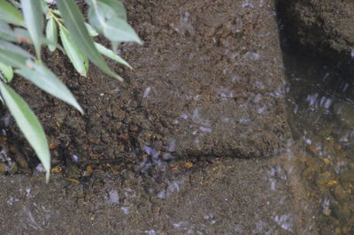 High angle view of turtle in water