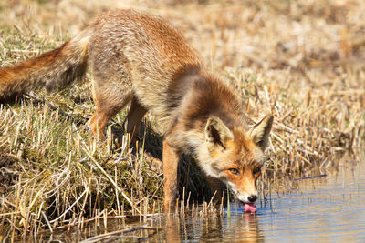 Red fox drinking water from river at amsterdamse waterleidingduinen