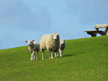 Sheep grazing in a field