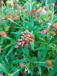 Close-up of flowers blooming outdoors