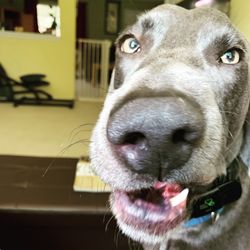 Close-up portrait of dog