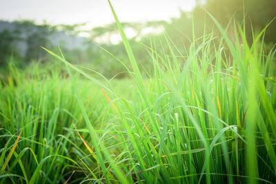 Close-up of crops growing on field