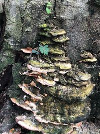 Close-up of mushroom growing on tree trunk