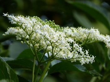 Close-up of white flowering plant