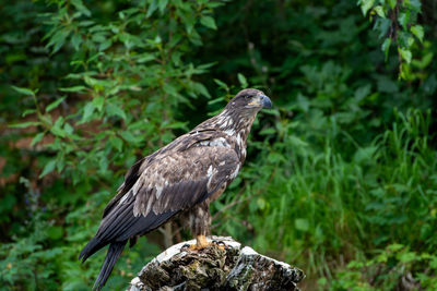 Close-up of eagle perching on tree
