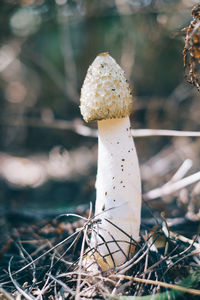 Close-up of mushroom growing on field