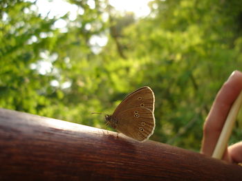 Close-up of butterfly perching on leaf