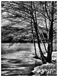 Trees on beach against sky