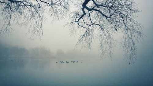 Bare trees in calm lake